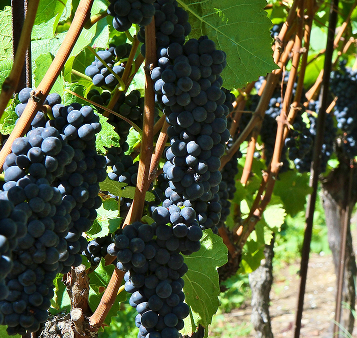 Vins Keller - À propos